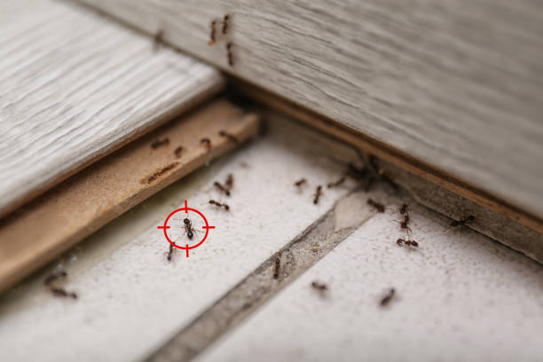 Best Affordable Pest Control Services  in Starkville, MS