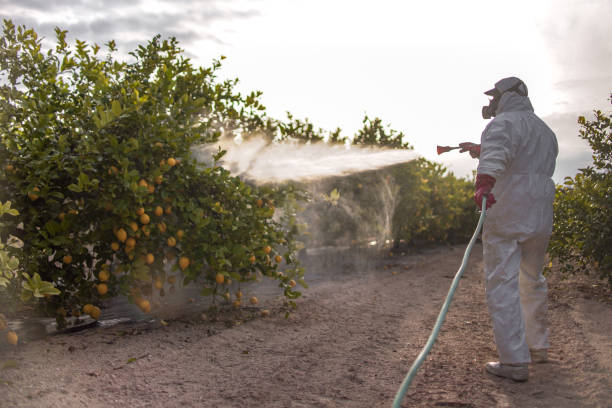 Best Pest Control Treatment  in Starkville, MS